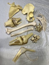Lot Of Anatomically Correct Human Bones Not Real Teaching And Research