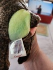 Beanie Buddy and Beanie Baby 'Cheeks' Orangutans With A Misprint. — photo 10