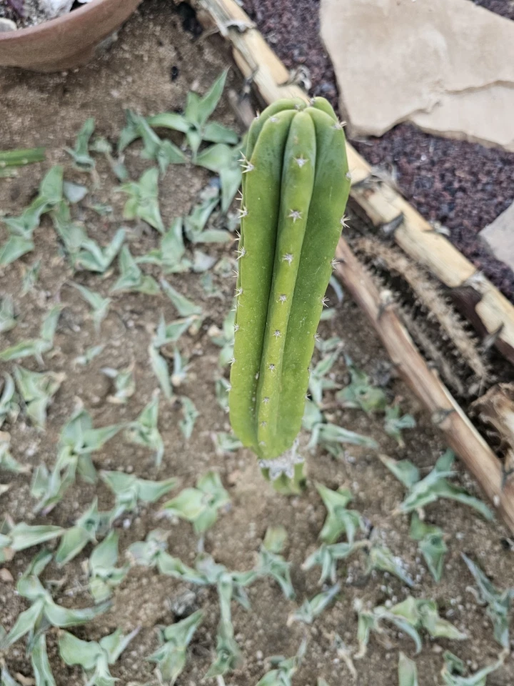 Green Columnar cactus, 8" + branch - Image 4 of 4
