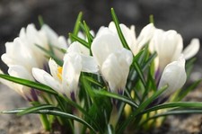 50 x White Crocus Bulbs Large White Spring Flowering Bee