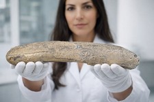 Top-Rarität: Gravierter MAMMUT-Stoßzahn (RESIN Replik),  ca.26.000 Jahre alt (2)