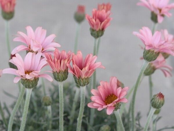 Margarida Flowers - Inicial + Seu Nome