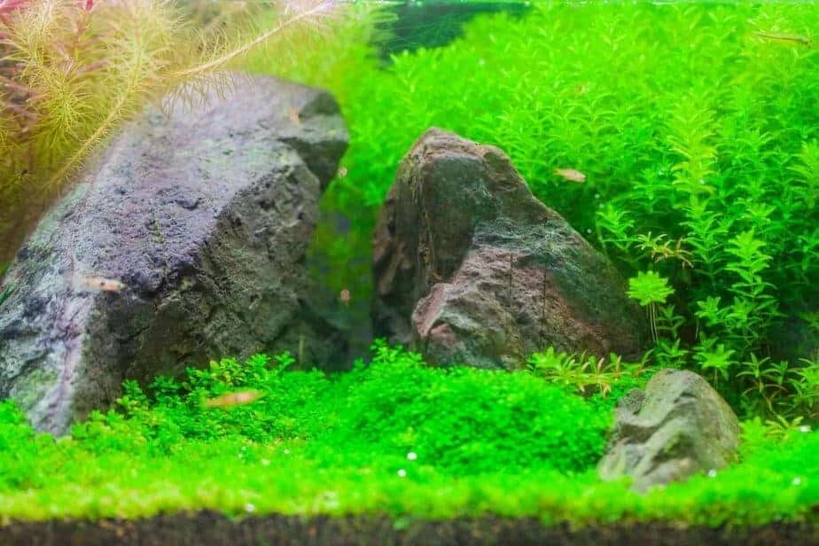 10X10 Dwarf Baby tears Hemianthus Callitrichoides cuba mat aquarium planted tank - Image 4 of 4