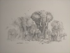 David Shepherd - Elephant Pencil Limited Edition Signed