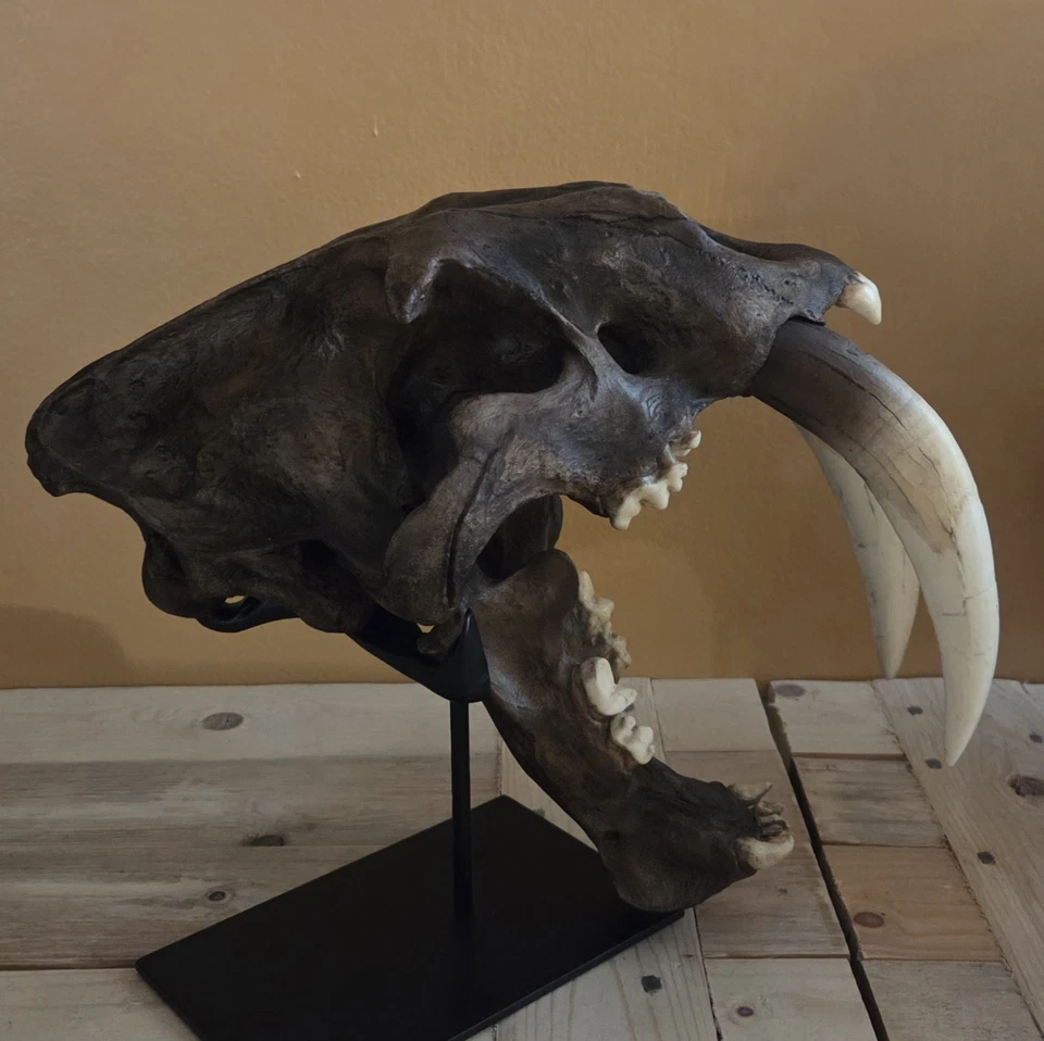 1:1 Resin Copy Model Smilodon Fatalis Sabretooth Tiger Cat Skull La Brea Tar Pit - Image 4 of 4