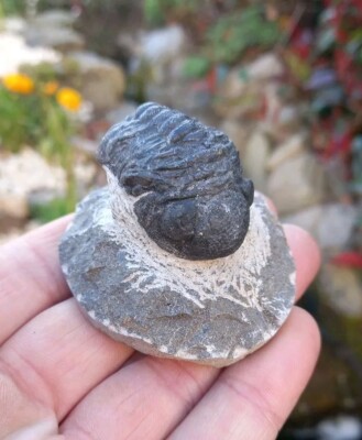Fossil Trilobit Phacops Devonzeit Marokko Fossilien Trilobiten