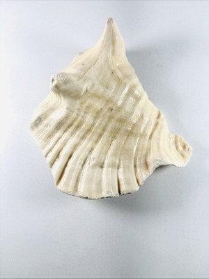Broken Piece Of Natural Pink Queen Conch Shell Horned Seashell 6'' Display Crafts