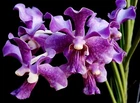 Vanda Papilionanda Chao Praya Violet, Strong Fragrance, Orchid Plant, RARE
