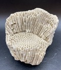 Medium Size Scleractinian Coral — photo 2