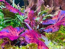 Tiger Lotus Bulbs Freshwater Aquatic Plants Aquarium