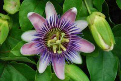 Blue Crown AKA Vine Blue Alato-Caerulea Passiflora Passion Fruit ''STARTER'' Plant