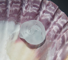 Sea Glass, Small Clear Rose