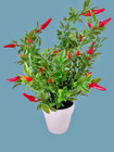 Artificial chili pepper plant