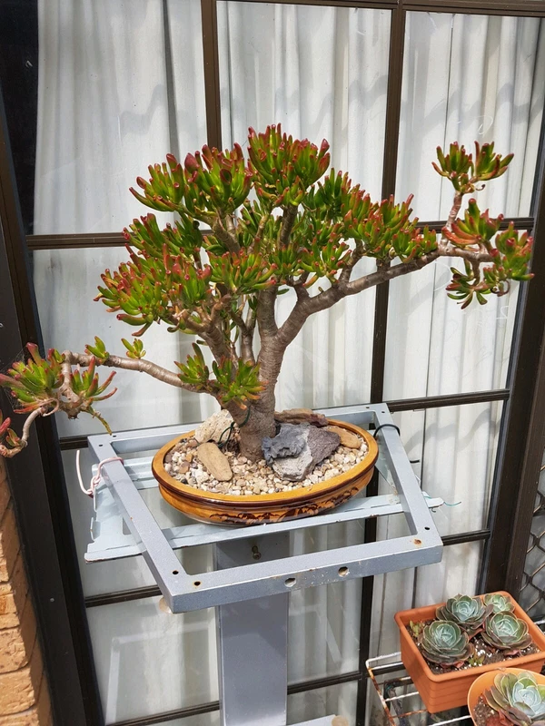 Crassula Shrek Ears Bonsai Plants Gumtree Australia Inner Sydney Newtown 1257187902