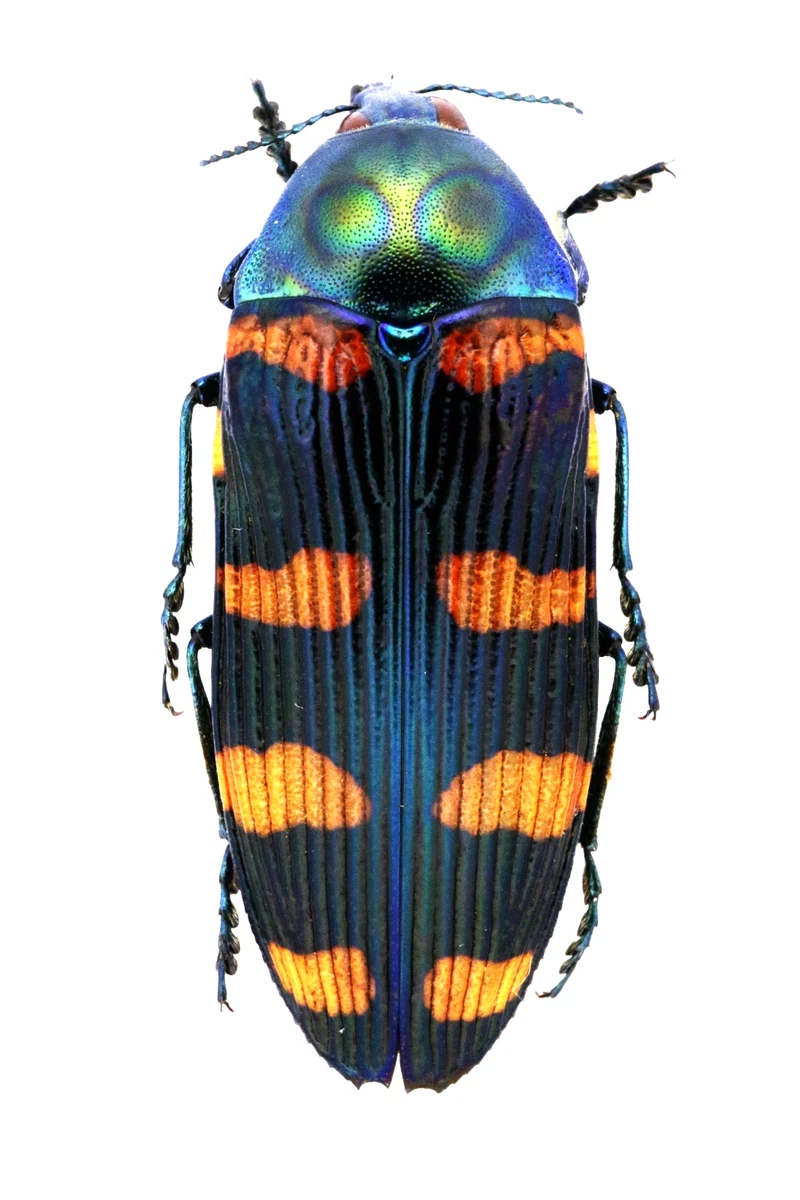 Cerambycidae Beetle for sale | eBay