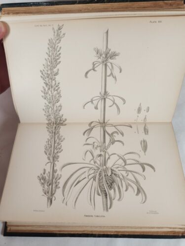 Botany Of The Death Valley Expedition 1893 HC U.S. National Herbarium Vol. IV - Foto 20 di 20
