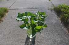 Rooted Okinawan Sweet Potato Cuttings/Slips, 2025 Summer Garden 6"Long
