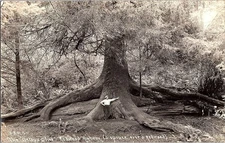 RPPC Postcard Big Tree in Redwood Forest California c1950s