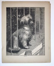 Antique Engraving Print Carin Terrier Puppy Dog at Fence c.1873 (From Book)