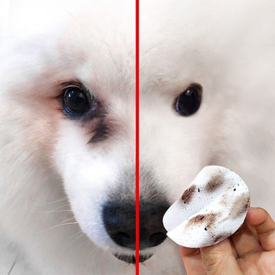 samoyed tear stains