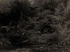 Renard à l'affut Chasse - Lithographie originale Karl Bodmer XIXe