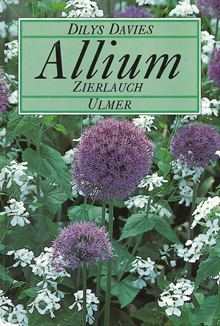 Thumbnail - Allium, Zierlauch Dilys Davies