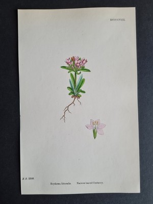 Antique 1873 print - English Botany - Erythraea littoralis - Centaury