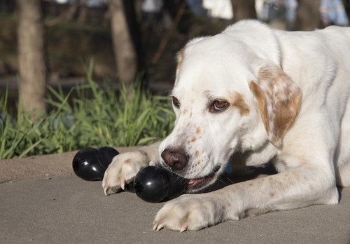 GIOCATTOLO CANE RESISTENTE OSSO MEDIO TAGLIA MEDIA MASTICABILE DENTIZIONE GOMMA - Foto 6 di 24