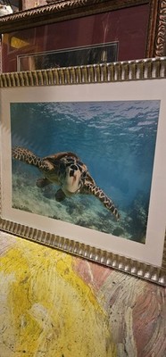 Vintage Hawksbill sea turtle  Framed Wall Art Print 43x35x2 3D Frame/glass USA 