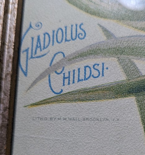 Vintage John Lewis Childs Gladiolus Childsi Frame Floral Art Litho Print HM Wall - Picture 4 of 14