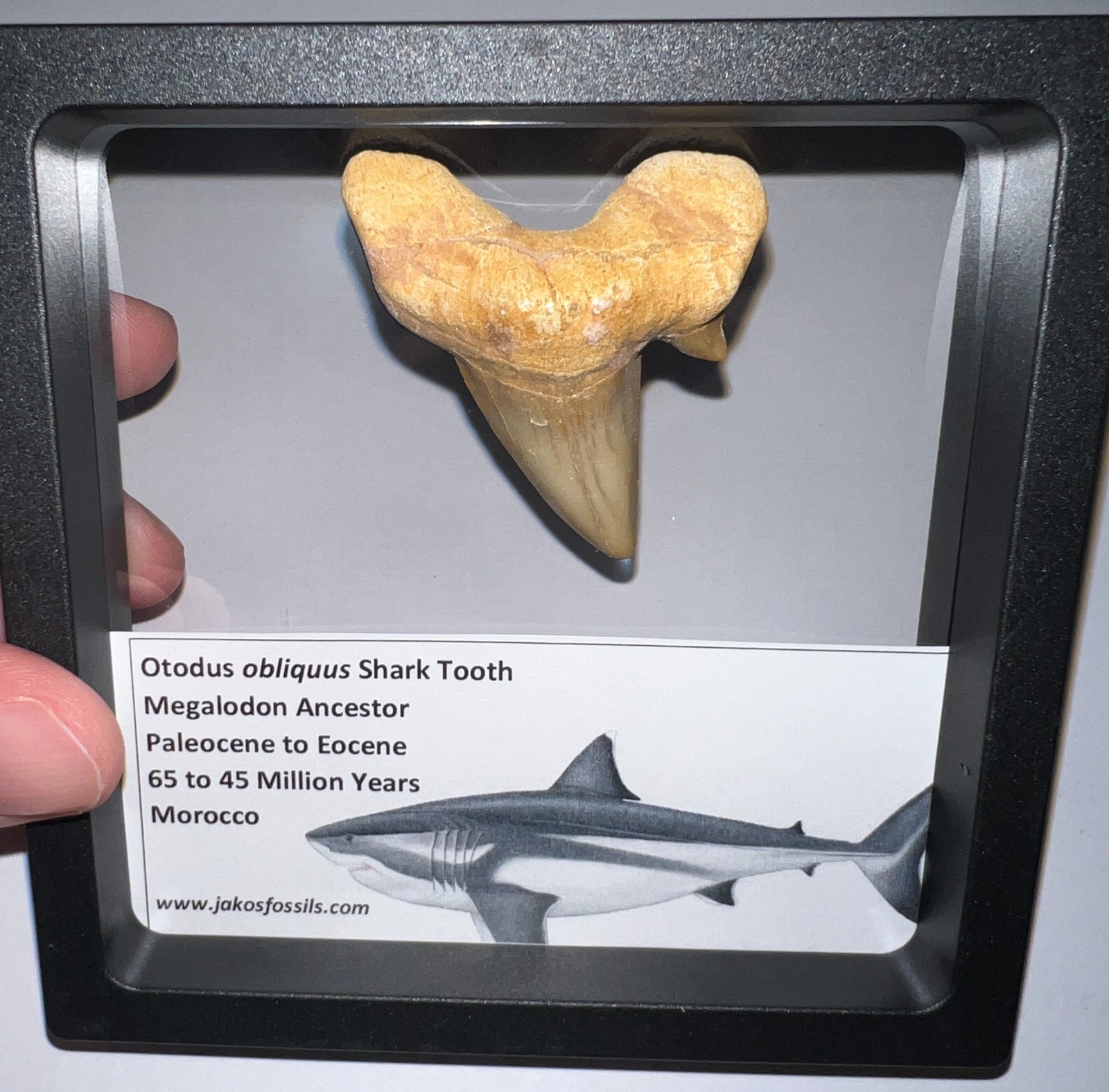 OTODUS OBLIQUUS Fossil Shark Tooth Lot 2+ IN MEGALODON ANCESTOR One Per Order