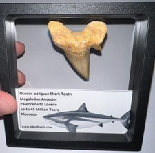 OTODUS OBLIQUUS Fossil Shark Tooth Lot 2+ IN MEGALODON ANCESTOR One Per Order