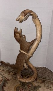 Cobra Mongoose | eBay