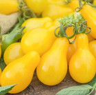 YELLOW PEAR CHERRY TOMATO SEEDS 100+ indeterminate GARDEN vegetables NON GMO