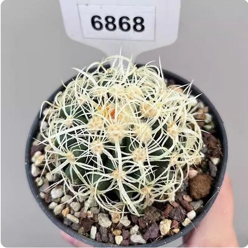 Cereus Pitajaya DC. Cactus Succulent Plant Garden beautiful Living Plant 4-7cm - Bild 5 von 7