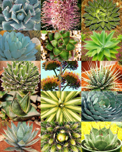 AGAVE variety MIX, rare plant exotic garden desert succulent landscape -30 seeds - Picture 1 of 1