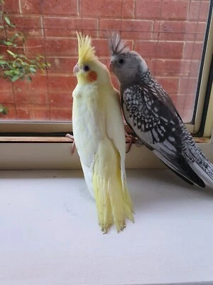 over the counter kennel cough medicine