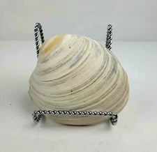 Natural Clam Shell Sea Shell 4.75" x 4.75" 