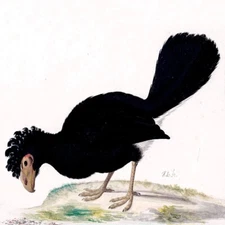 8 x 8  BLACK CURASSOW Accent Tile Mural Kitchen Bathroom Wall Backsplash #3686