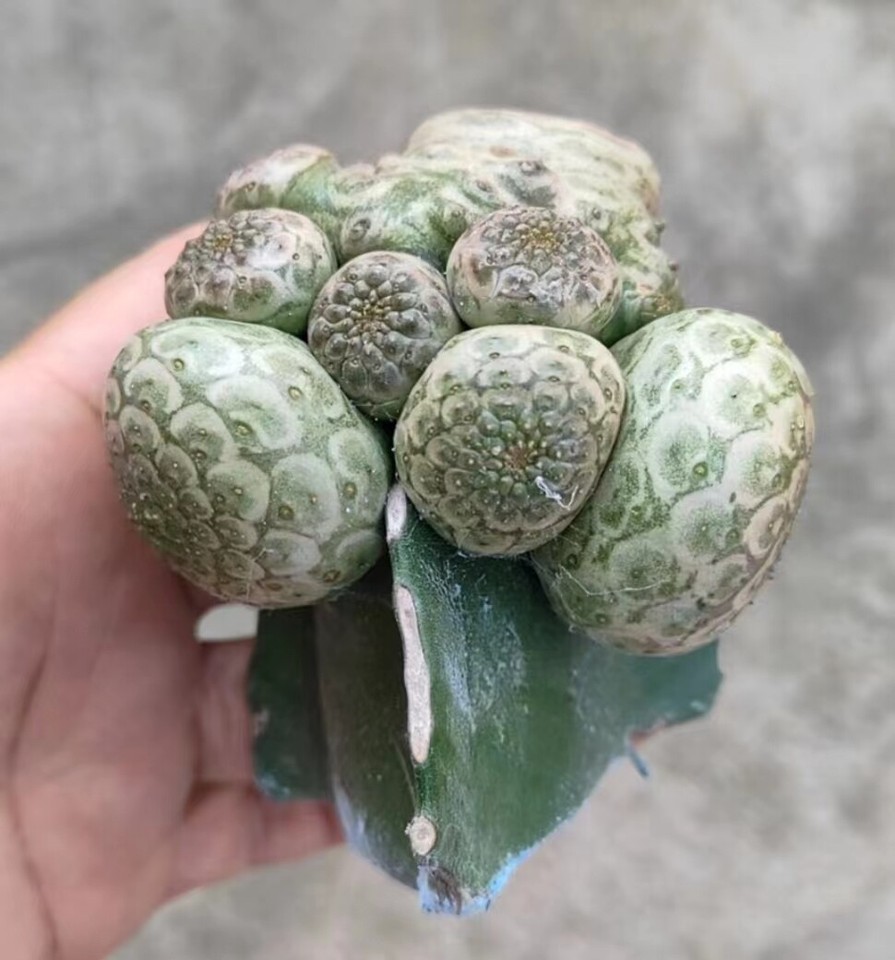 Grafted Multi Heads Succulent Living Plant Euphorbia turbiniformis WYSIWYG Sale eBay