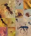 10 pieces authentic Myanmar insect Amber specimen fossil dinosaur age 6.27-3