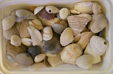 Lot of Mix Natural Atlantic Ocean Clam Scallops Fragment SeaShells 3.5oz /100g