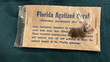 florida agatized coral