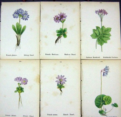 Alte Alpenpflanzen Primula glutinosa allionii floerkeana minima cort