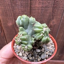 Cereus Forbesii Montrose