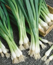1000+ Tokyo Long White Bunching Onion Scallion Shallot Fresh, Green Onion Seeds