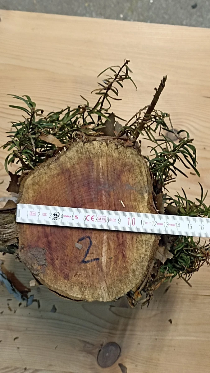 Drechselholz Eibe online kaufen | eBay.de