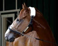 JUSTIFY CLOSEUP 2018 KENTUCKY DERBY PREAKNESS STAKES WINNER 8X10 PHOTO 