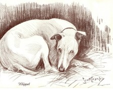 Vintage 1934 Whippet - N. Scott Langley - Antique Dog Art Print Gift