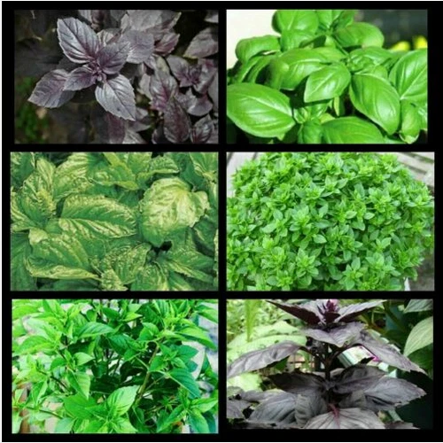 JUBILEE 300 BASIL SEEDS IN 6 VARIETIES + FREE